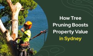 How tree pruning boosts property value in Sydney