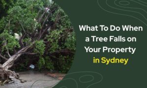 What to do when a tree falls on your property in Sydney