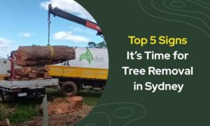 Top 5 Signs It's Time For Tree Removal in Sydney